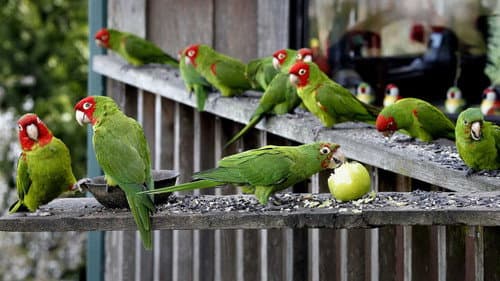 The Wild Parrots of Telegraph Hill Bild 6