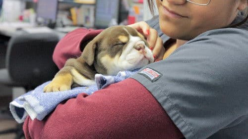 Tier Notaufnahme Bild 4