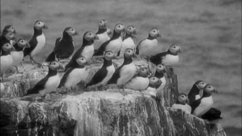 Nursery Island Bild 1