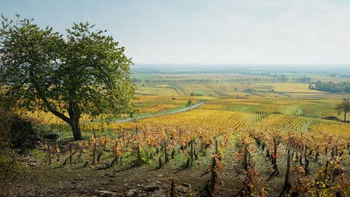 Der Wein und der Wind Bild 8