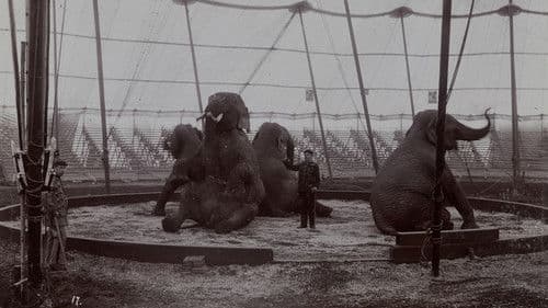 Fritz, der Elefant – Eine tragische Geschichte Bild 7