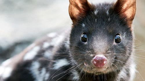 Die Welt der Tüpfelbeutelmarder Bild 3