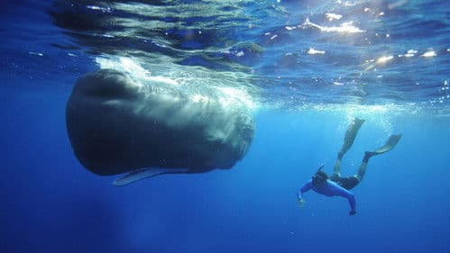 Supergiant Animals Bild 1