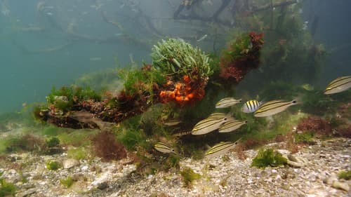 Der wilde Pazifik - Die Schönheit des Lebens Bild 5