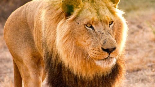 Mann gegen Löwe Bild 6