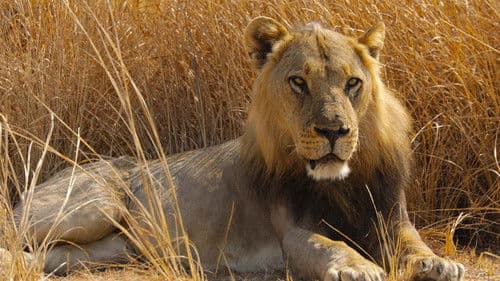 Big Cat Country Bild 2