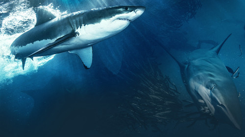 Die Welt der Haie Bild 3