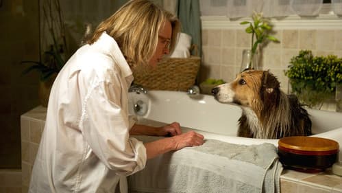 Darling Companion – Ein Hund fürs Leben Bild 3