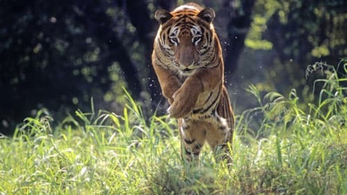 Wild 24: Ein Tag in der Wildnis Bild 3