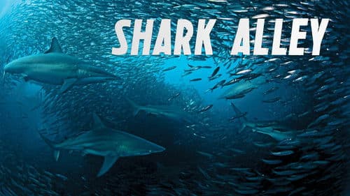 Shark Alley: Jagdrevier der Haie Bild 1