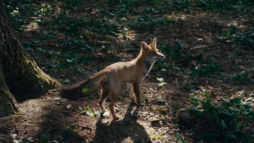 Wild Foxes Bild 7