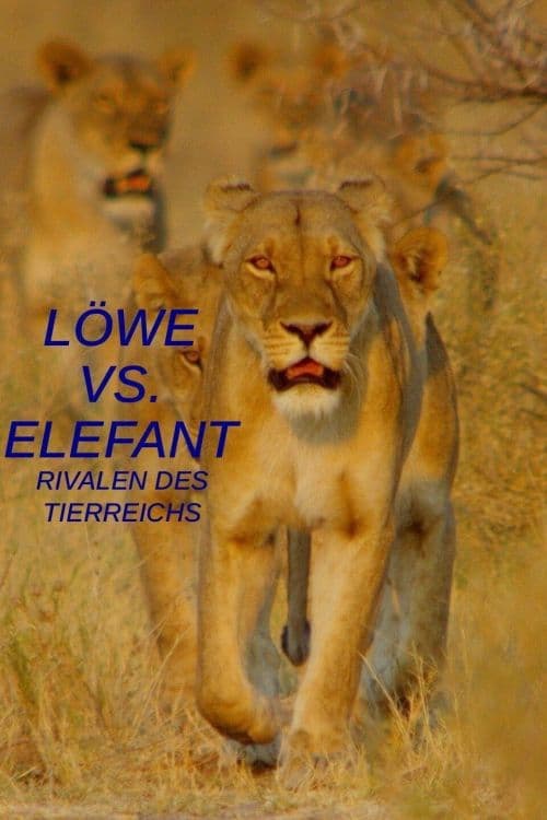 Löwe vs. Elefant: Rivalen des Tierreichs