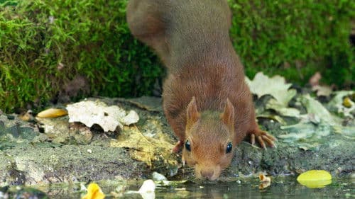 Die Eiche - Mein Zuhause Bild 3