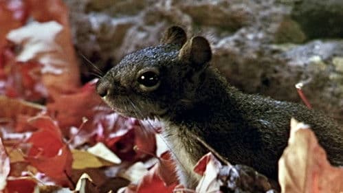 Perris Abenteuer Bild 5