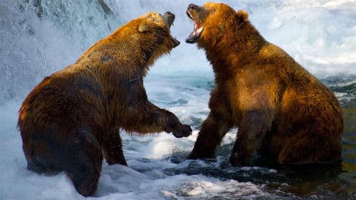 Expedition Wild with Casey Anderson Bild 3