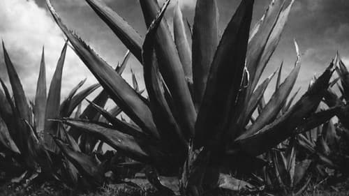 Magueyes Bild 4