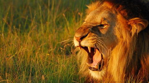 Die geheime Welt der Klänge mit David Attenborough Bild 2