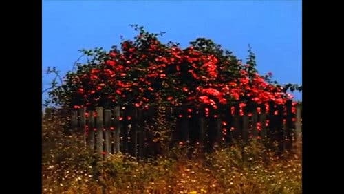 Sem TÍtulo #9: Nem Todas as Flores da Falta Bild 1