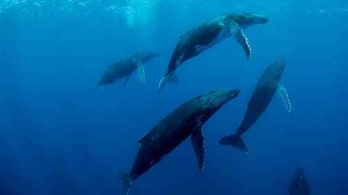 Humpback Whales - Buckelwale im Pazifik Bild 2