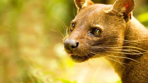 Madagascar's Weirdest Bild 3