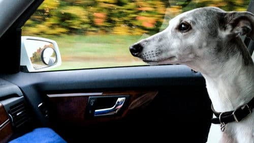 Abby’s List: A Dogumentary Bild 2