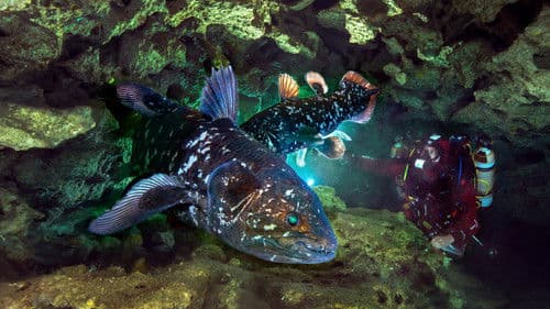 Gombessa – Urtier in Untiefen Bild 4