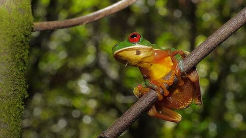 Extraordinary Ecosystems Bild 1