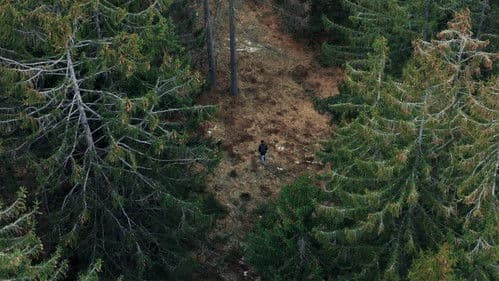 il bianco della rosa Bild 1