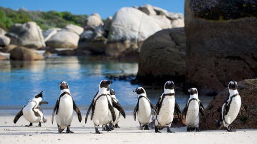 Pinguine – Eine faszinierende Familie Bild 1
