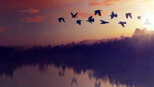 Planet der Vögel Bild 3