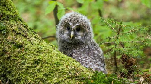 Der wilde Wald Bild 4