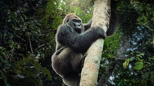 Giganten des Tierreichs Bild 1