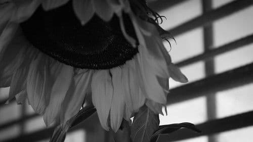 Cómo regar un girasol Bild 1