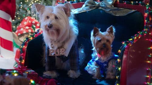 Wuff Star Weihnachten Bild 2