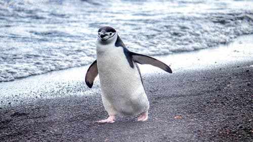 Die geheimnisvolle Welt der Pinguine Bild 4