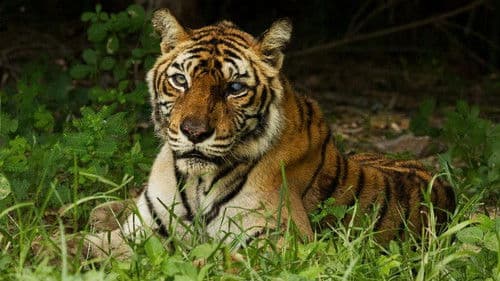 The World's Most Famous Tiger Bild 1