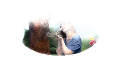 banana quadrada Bild 2