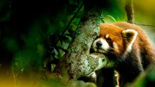 The Hidden Kingdoms of China Bild 3