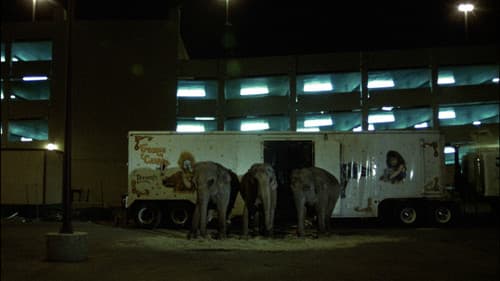 Queen of Diamonds Bild 6