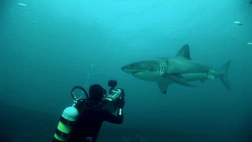 Great White Shark: A Living Legend Bild 1