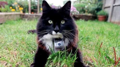 The Secret Life of Cats Bild 1