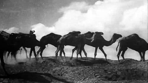 Nous, les Gitans Bild 4