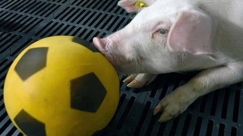 Wenn Tiere es aus Spaß an der Freude tun Bild 2