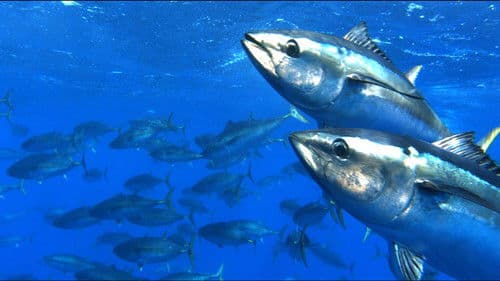 슈퍼피쉬 - 끝없는 여정 Bild 3