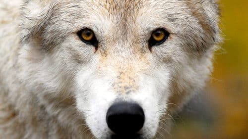 Land of the Lost Wolves Bild 1