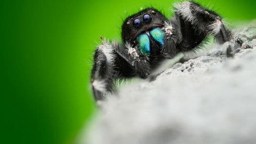 Das echte große Krabbeln Bild 6