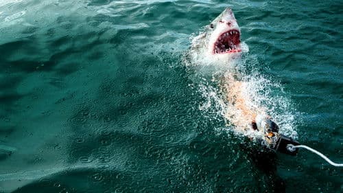 Haie: Meister der Tarnung? Bild 6