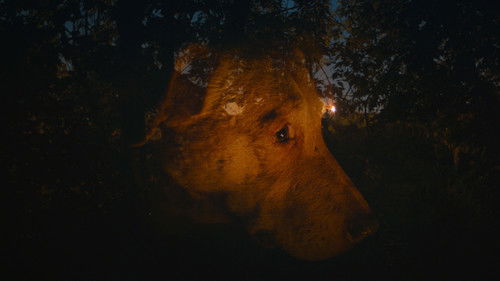 Dreaming Dogs Bild 1