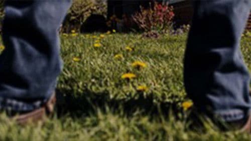 Wale vs. Wildnis Bild 1