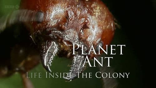 Planet Ant: Life Inside The Colony Bild 1